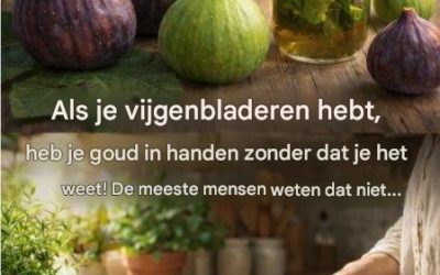 Vijgenbladeren: Ontdek onderzoek naar en toepassingen van deze krachtige plant