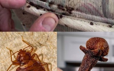 Vaarwel bedwantsen: eenvoudige en natuurlijke oplossingen om ze te bestrijden