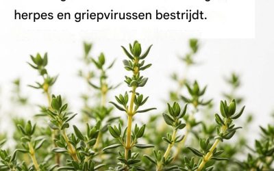 HET MEEST KRACHTIGE KRUID DAT PARASIETEN, URINEWEG- EN BLADDERINFECTIES, HERPES EN GRIEPVIRUSSEN VERNIETIGT