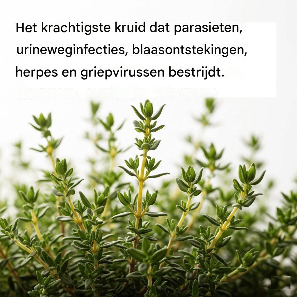 HET MEEST KRACHTIGE KRUID DAT PARASIETEN, URINEWEG- EN BLADDERINFECTIES, HERPES EN GRIEPVIRUSSEN VERNIETIGT