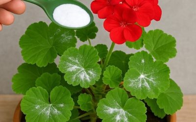 Zo krijg je geraniums vol bloemen: je moet ze op deze manier water geven om ze altijd gezond en sterk te houden.