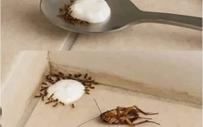 Plaats dit in huis en neem afscheid van vliegen, muggen en kakkerlakken.