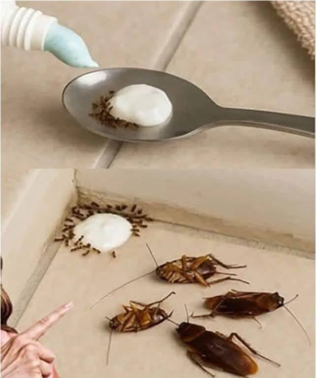 Plaats dit in huis en neem afscheid van vliegen, muggen en kakkerlakken.