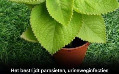 Hoe dit kruid je maag ondersteunt