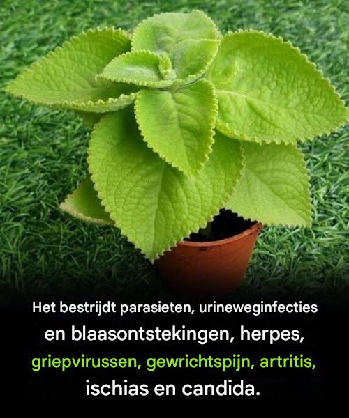 Hoe dit kruid je maag ondersteunt