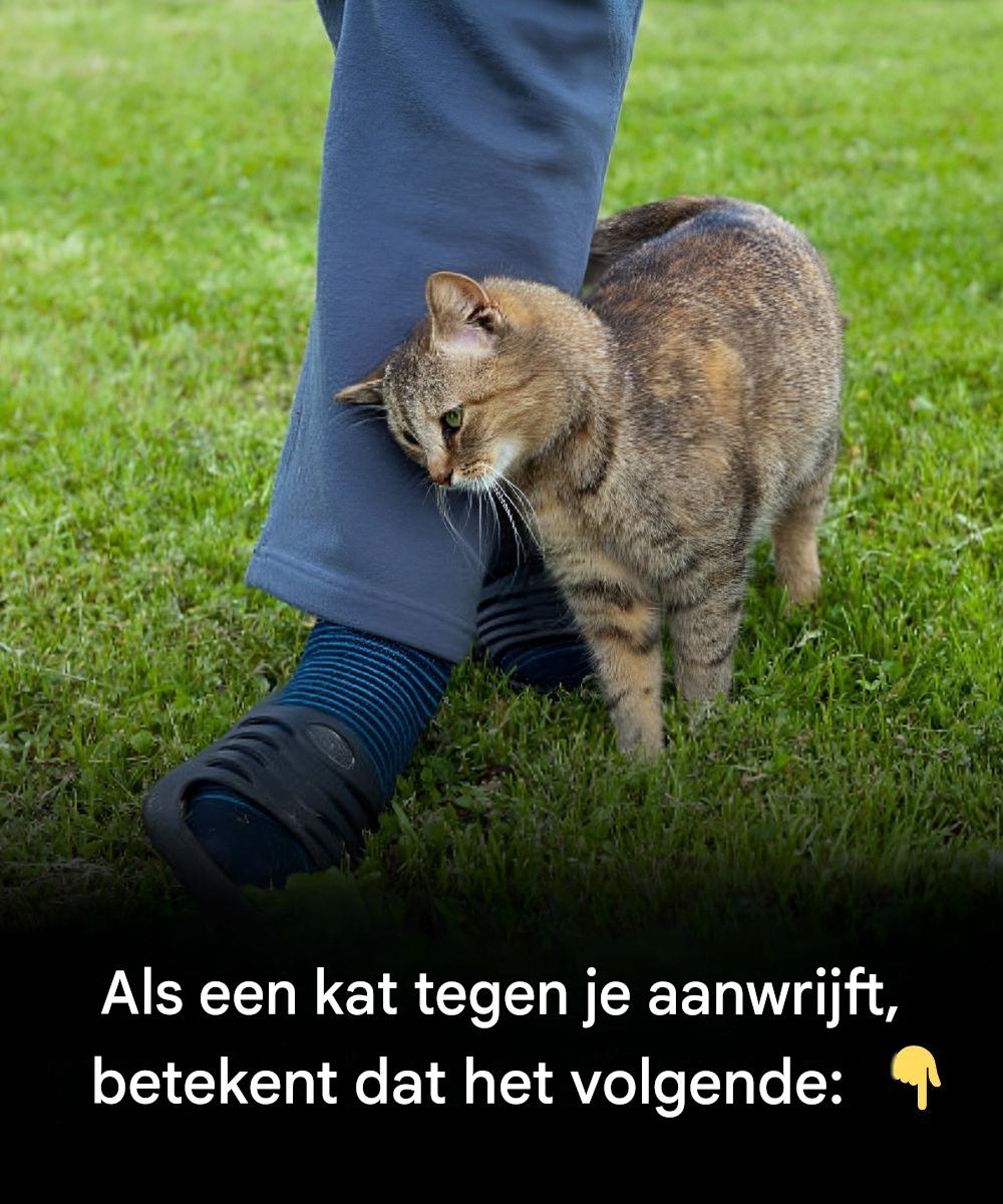 Wat het betekent als een kat tegen je aanwrijft — en hoe je daarop moet reageren