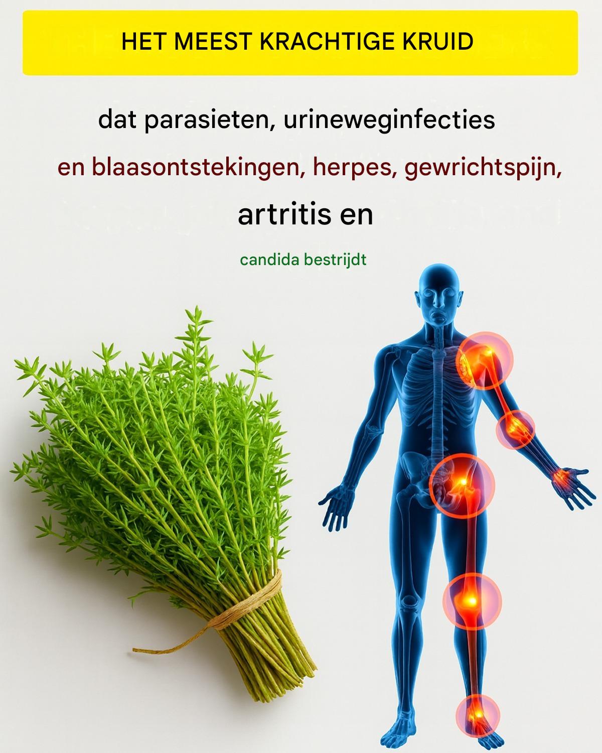 Tijm: Het natuurlijke middel tegen diverse gezondheidsproblemen