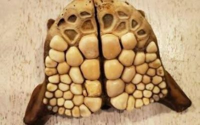 “Een ontdekking op een strand in Florida die al 20 jaar een mysterie is gebleven”