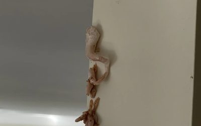 Knapperige roze verrassing op de muur: wat speelt er zich eigenlijk af in je huis?