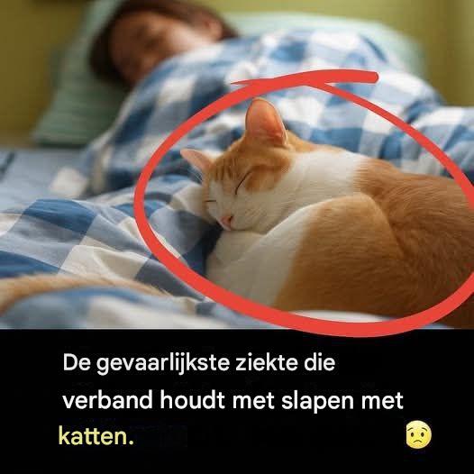 De ernstigste ziekte die kan ontstaan ​​door met katten te slapen: preventie en tips.