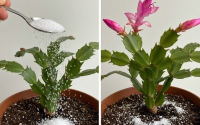 Herfstontwaking: Hoe je kamerplanten nieuw leven inblaast met een klein geheim