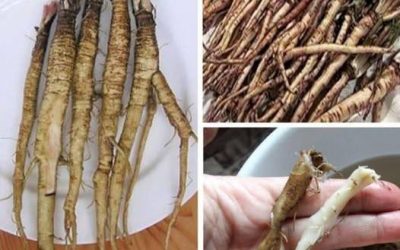Een plant die kankercellen in slechts 48 uur vernietigt! Het is 100 keer effectiever dan chemotherapie.