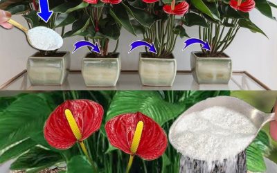 Elke plant heeft slechts 1 theelepel nodig: daarmee zal alles prachtig bloeien.