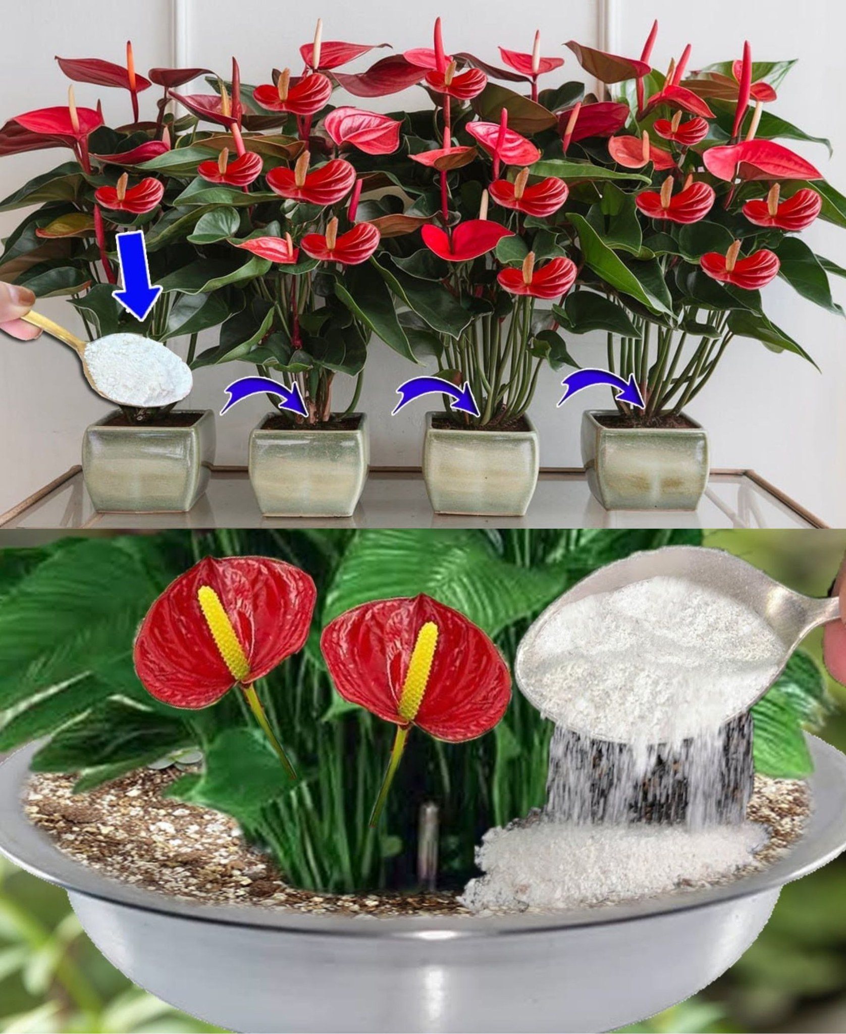Elke plant heeft slechts 1 theelepel nodig: daarmee zal alles prachtig bloeien.