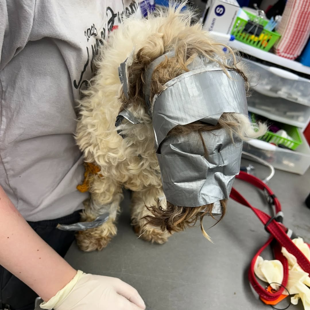 Verlaten hond gevonden in vuilcontainer, strak ingewikkeld in plakband.