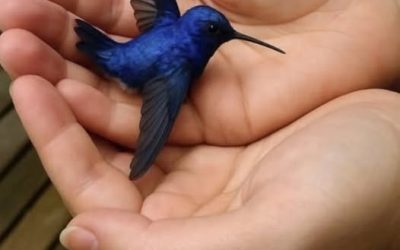 SOTD – Wist je dat het iets bijzonders betekent als een kolibrie bij je thuis komt?