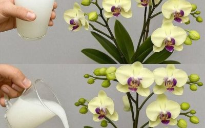 Hoe je een orchidee die niet bloeit, toch kunt laten bloeien: plaats hem onder de wortels!