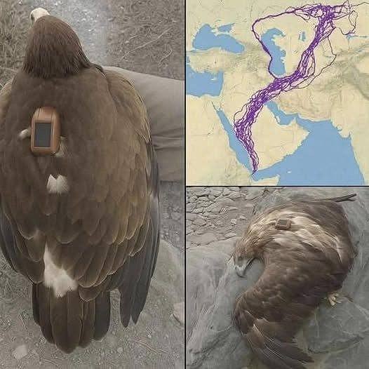 Wat veroorzaakt de V-vormige vlucht van trekvogels?