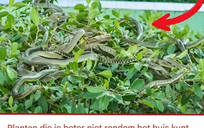 Planten die je beter niet rondom het huis kunt planten omdat ze slangen aantrekken; iedereen moet weten hoe je ze kunt vermijden. Bekijk de eerste reactie.