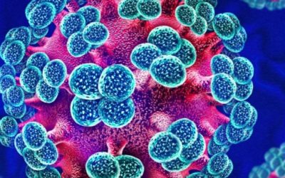 Alles wat we moeten weten over het hantavirus na recente sterfgevallen op een cruiseschip
