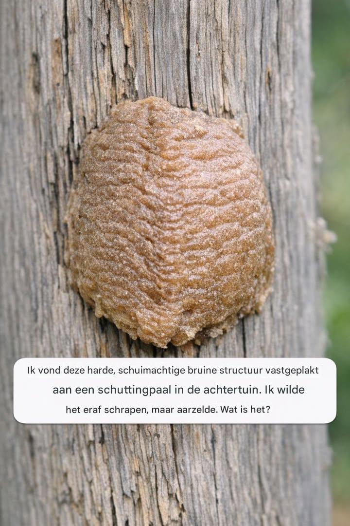 Ik vond deze harde, schuimachtige bruine structuur vastgeplakt aan een schuttingpaal in de achtertuin. Ik wilde het eraf schrapen, maar aarzelde. Wat is het?