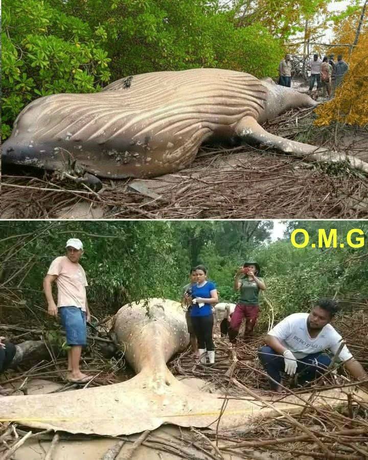 De walvis werd ver van… gevonden.