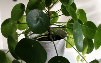 Met deze tips blijft jouw pannenkoekenplant wél in leven, iets wat verrassend vaak misgaat bij veel mensen.