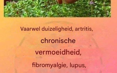 Dit is een ware “thee van God”, want het geneest artritis, lupus, duizeligheid, schildklierproblemen en chronische vermoeidheid.