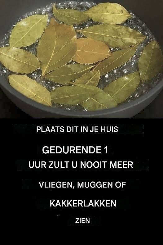 Het geheim van een insectenvrij huis: natuurlijke bestrijdingsmiddelen die echt werken