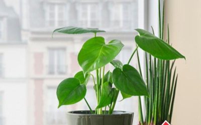Zet nooit schoteltjes onder je plantenbakken. Hier lees je waarom en wat je in plaats daarvan moet doen.
