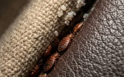 Bankmysterie: Ik vond dit in een spleet in de bank… Zeg me alsjeblieft niet dat het bedwantsen zijn!