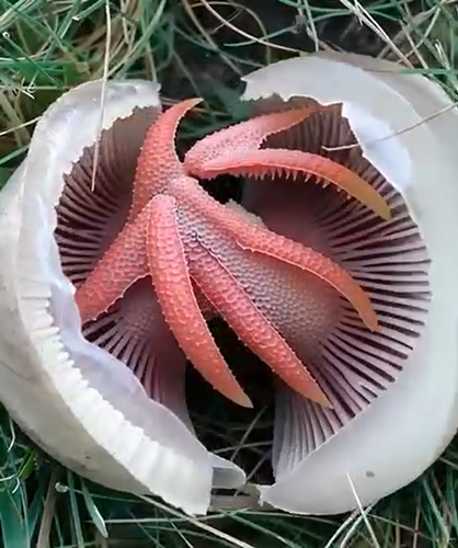 Er verscheen een slijmerig, stinkend rood ding in mijn tuin — ik was stomverbaasd toen ik ontdekte wat het werkelijk was.
