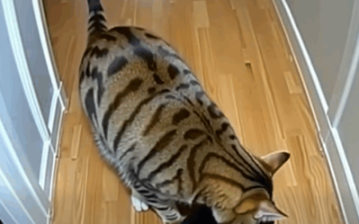 Nadat mijn kat op de een of andere manier puppy’s mee naar huis had gebracht, stond er een politieagent aan de deur!