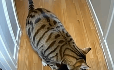 Nadat mijn kat op de een of andere manier puppy’s mee naar huis had gebracht, stond er een politieagent aan de deur!