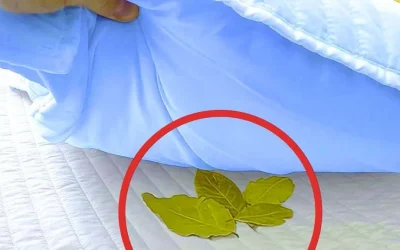 De weinig bekende voordelen van het leggen van een laurierblad onder je kussen.