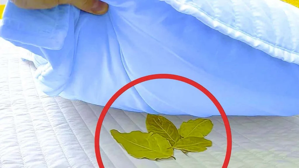 De weinig bekende voordelen van het leggen van een laurierblad onder je kussen.