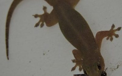 De mysterieuze betekenis van de verschijning van een uil en andere gelukbrengende dieren