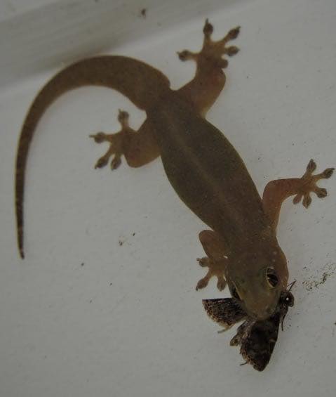 De mysterieuze betekenis van de verschijning van een uil en andere gelukbrengende dieren