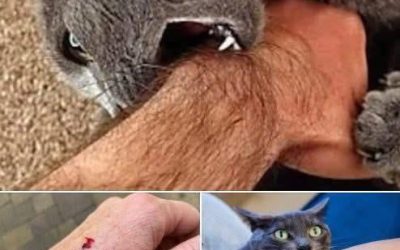 Als een kat je bijt, dit is wat het echt betekent… Bekijk de reacties👇🏻 🐈
