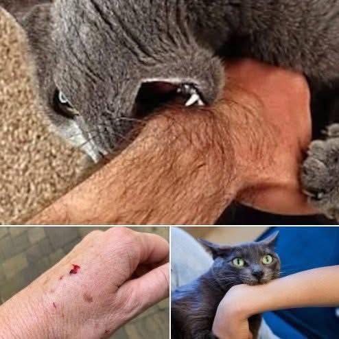 Als een kat je bijt, dit is wat het echt betekent… Bekijk de reacties👇🏻 🐈
