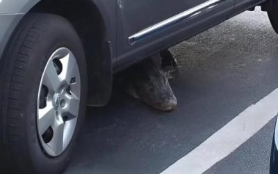 Vanmorgen zag ik iets vreemds onder de rijdende auto: ik schrok me rot toen ik zag wat het was.