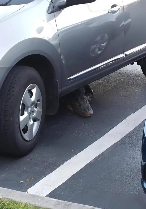 Vanmorgen zag ik iets vreemds onder de rijdende auto: ik schrok me rot toen ik zag wat het was.