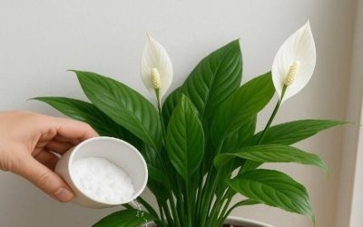 Verzorgingsgeheim voor vredeslelies: laat gewoon water links liggen en probeer deze natuurlijke boost voor weelderige, bloeiende bloemen.