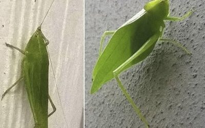 De verborgen boodschap van groene kreeften in huis: mythe, natuur en betekenis