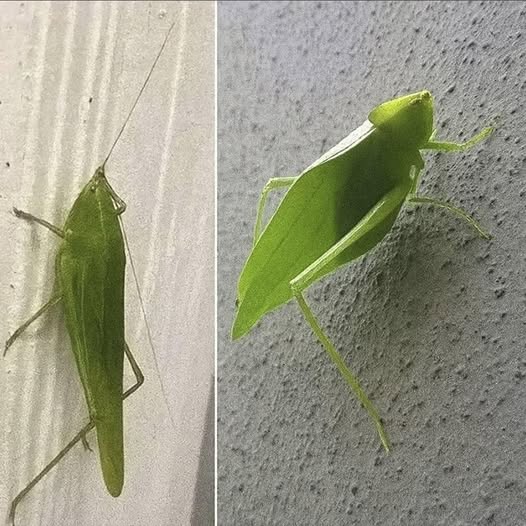 De verborgen boodschap van groene kreeften in huis: mythe, natuur en betekenis
