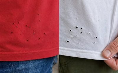 De stille bewoner: alles over het merkwaardige insect dat op de muren en plafonds van je huis leeft.