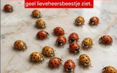 Waarom gele lieveheersbeestjes in tuinen verschijnen en wat ze je over je planten kunnen vertellen.