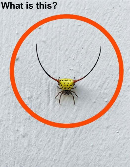 Gisteravond ging ik de garage in, deed het licht aan en zag dit op de muur.