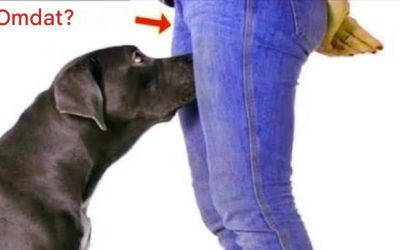 Waarom honden aan de geslachtsdelen van mensen snuffelen en wat ze er eigenlijk mee proberen te achterhalen.