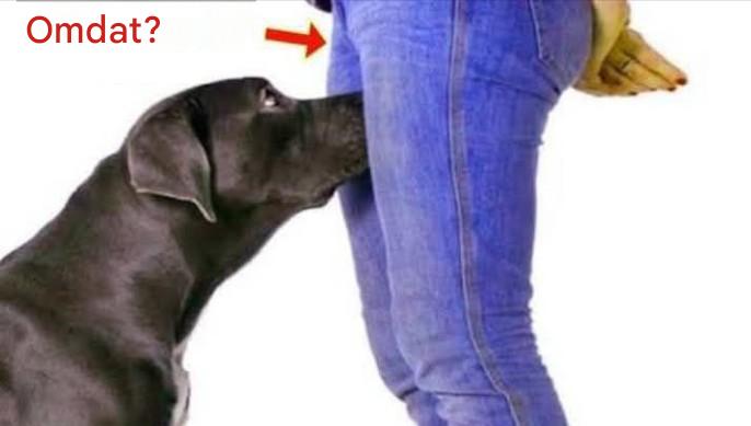 Waarom honden aan de geslachtsdelen van mensen snuffelen en wat ze er eigenlijk mee proberen te achterhalen.